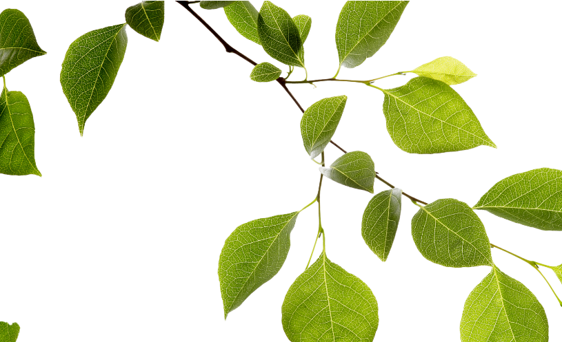 background leaves